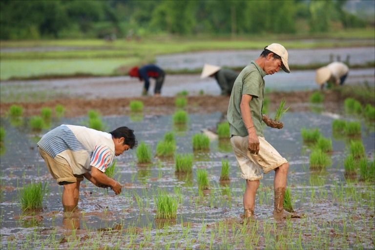 Men Working Field