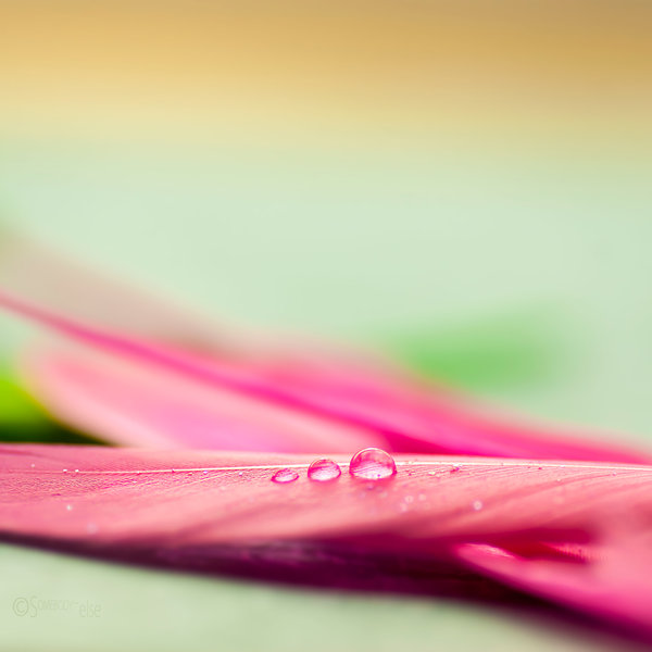 __drop___4_by_somebody__else-d6aw6px